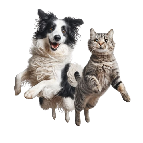 Mascotas protegidas con Tagger Pet