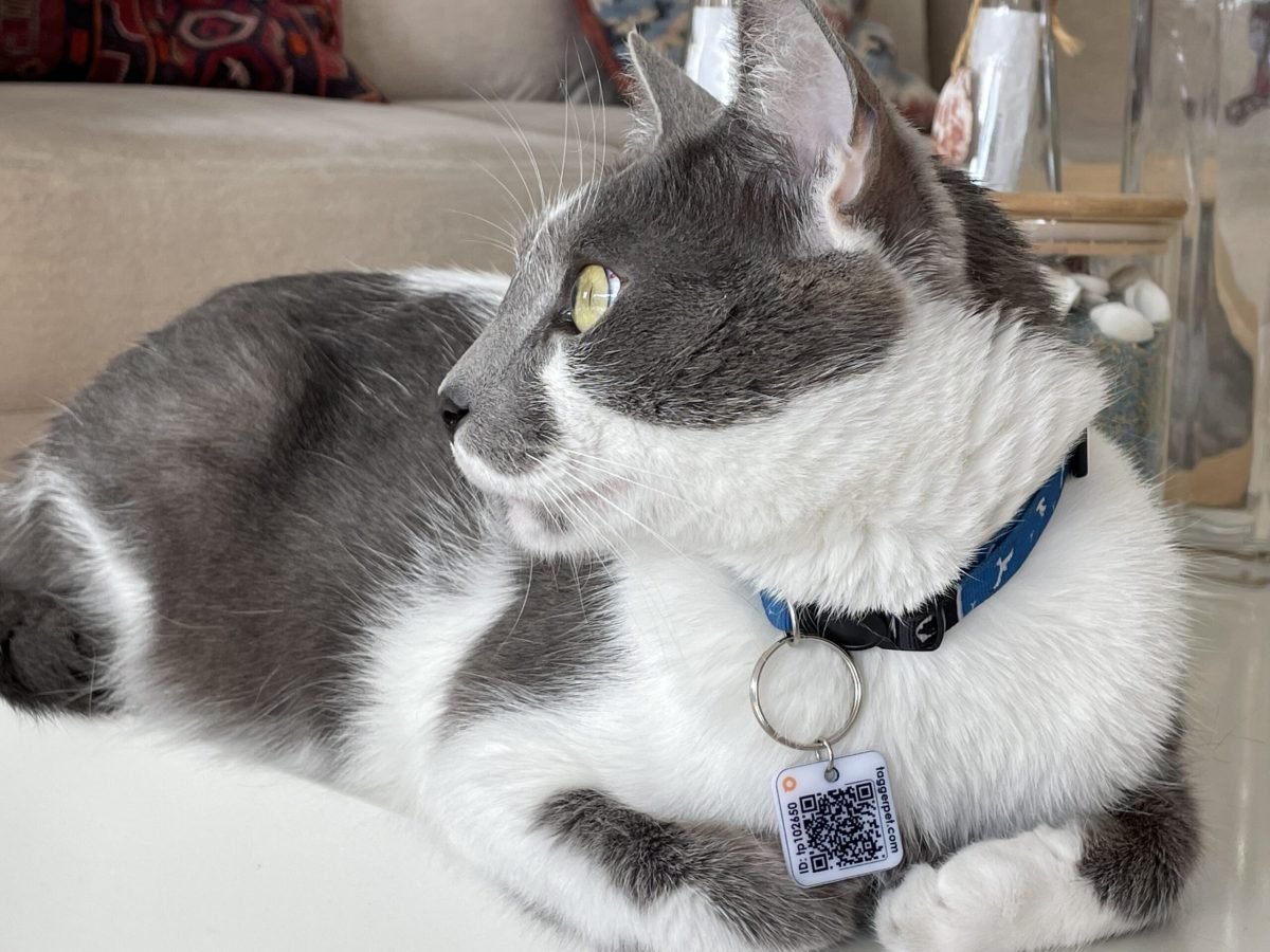 Placa QR para mascotas Tagger Pet – Identificación Inteligente y Ubicación en Tiempo Real